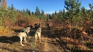 Husky-Tour in Finnland: Das Lauftraining im Herbst dient dem Muskelaufbau der Hunde. Im Winter müssen sie hart arbeiten. | Bild: BR/Petra Martin