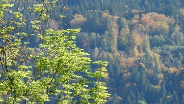 Kocheler Moor: Frühlingsgrün trifft auf Herbstfarben | Bild: BR/Georg Bayerle