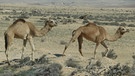 Achtung, Kamele! | Bild: BR/Georg Bayerle