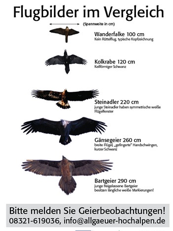 Der Bartgeier ist der zweitgrößte Vogel Europas wie diese Grafik vom LBV zeigt. | Bild: BR/Henning Werth