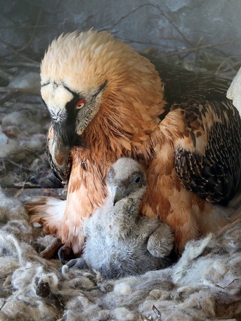 Altvogel mit dem jungen Bartgeierküken | Bild: dpa-Bildfunk/Helene Schneider