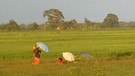 Besuch bei Urwelt-Vegetariern im Chitwan-Nationalpark | Bild: BR; Georg Bayerle