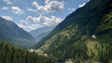 Osttirols größter Zirbelkiefer-Bestand im Parnargenkamm | Bild: BR; Ulrike Nikola
