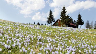 Weiß-gelb-violetter Blütenzauber bei Oberstaufen  | Bild: BR; Georg Bayerle