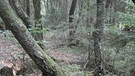 Torfabbau im Hochmoor am Rande des Chiemsees bei Grassau | Bild: BR; Georg Bayerle
