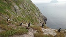 Papageientaucher und Star Wars vor der irischen Küste | Bild: BR; Ulrike Nikola