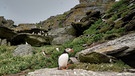 Papageientaucher und Star Wars vor der irischen Küste | Bild: BR; Ulrike Nikola