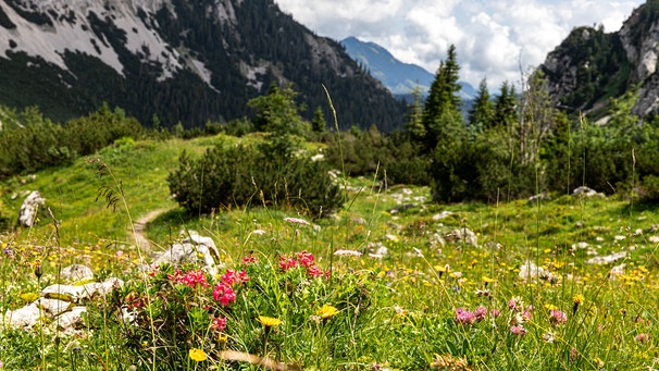 Bayerische Alpen im Rotwandgebiet. | Bild: BR/Sylvia Bentele