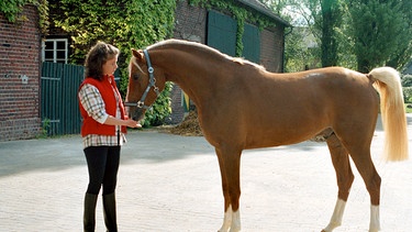 Die 15-jährige Alina (Marett Katalin Klahn) hat ein sicheres Gespür für Pferde. Auch Silverado frisst ihr aus der Hand - vor seinem traumatischen Erlebnis. | Bild: WDR/Televersal