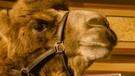 Kluftinger (Herbert Knaup) im Schaustellerlager mit Kamelen. | Bild: BR/ARD Degeto/Hendrik Heiden