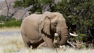 Die Elefanten in der Namib haben besondere Strategien entwickelt, um in der Wüste zu überleben. Sie können länger ohne Wasser auskommen, als ihre Artgenossen in der Savanne. | Bild: BR/NDR Naturfilm/Roland Gockel
