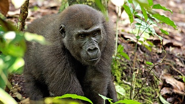 Aufmerksam beobachtet das männliche Jungtier Mossoko etwas im Dschungel. | Bild: BR/NDR/NDR Naturfilm/Christina Karliczek