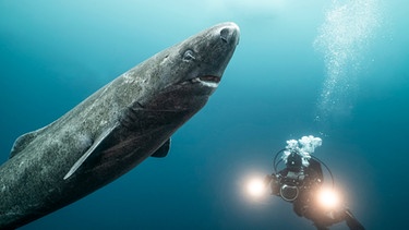 Neben einem riesigen Eishai zu tauchen war für die Unterwasserfilmerin Christina Karliczek ein einzigartiges Erlebnis. | Bild: BLACK CORAL FILMS AB/BR/DocLights GmbH/NDR