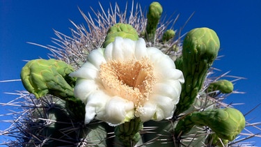 Die Blüten des Saguaro Kaktusses produzieren Nektar, der viele Fledermäuse anlockt. Die Fledermäuse fressen den Nektar und bestäuben somit die Kakteen.
| Bild: BR/Doclights GmbH/NDR