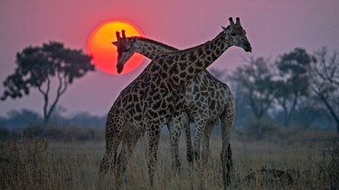 Zwei Giraffenbullen tragen einen Kampf im Sonnenuntergang aus. | Bild: BR/NDR/TERRA MATER FACTUAL STUDIOS/WILDLIFE FILMS