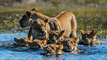 Zwei Löwinnen und ihre sechs Jungen wollen einen Bachlauf überqueren. Die Mütter sind wachsam und halten nach jeder Gefahr Ausschau. | Bild: BR/NDR/TERRA MATER FACTUAL STUDIOS/WILDLIFE FILMS