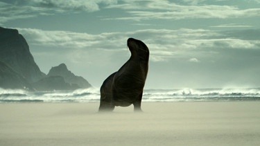 Während der Paarungszeit patrouillieren Neuseeländische Seelöwen den Strand. Sie halten Konkurrenten auf Abstand, die ihrem Harem zu nahe kommen könnten. | Bild: BBC/BR/NDR