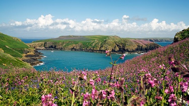 Die walisische Küste schmückt sich im Frühling mit einer fantastischen Blütenpracht. | Bild: NDR/NDR Naturfilm/doclights/Hans-Peter Kuttler