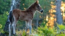 New Forest Ponys werden oft als "Architekten des Waldes" bezeichnet. Sie sorgen dafür, dass sich der Wald nicht zu sehr ausbreitet. | Bild: NDR/Terra Mater & Big Wave Productions/Matt Roseveare/Sarah Cunliffe