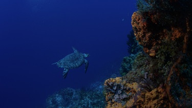 Karettschildkröte am Riff. | Bild: BR/Rübefilm