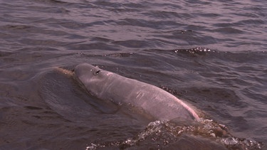 Amazonas-Flussdelfine färben sich im Alter immer mehr rosa. | Bild: BR