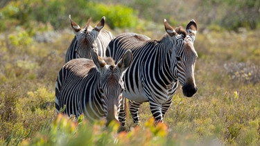 Zebras suchen im kargen Fynbos nach Fressbarem. | Bild: NDR/doclights/Michael Riegler