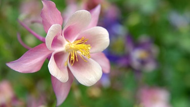 Offene Blüten der Akelei | Bild: Picture alliance/dpa