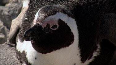 Afrikanischer Pinguin in der Stony Point Kolonie. | Bild: BR/NDR