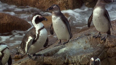 Der afrikanische Pinguin ist vom Aussterben bedroht. | Bild: BR/NDR/Vincent TV GmbH