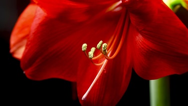 rote Blüte der Amarylis | Bild: Picture alliance/dpa