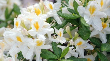 Weiße Blüten | Bild: Picture Alliance/dpa
