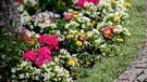 Buntes Blumenbeet | Bild: Picture alliance/dpa