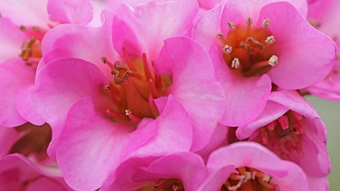 Offene rosa Blüten | Bild: Picture alliance/dpa