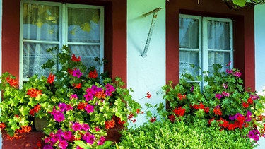 Betunien als Fensterzierde | Bild: Picture alliance/dpa