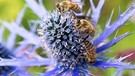 Biene auf Kornblume | Bild: Picture alliance