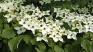 Blumenrartriegel mit vielen weißen Blüten | Bild: Picture alliance/dpa