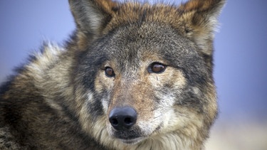 Zwischen klirrender Kälte und flirrender Hitze trotzen viele Tiere den klimatischen Extremen, genau wie der Graue Wolf. | Bild: BR/Discovery Channel/WDR