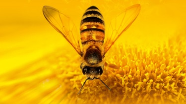 Seit den frühen 2000er-Jahren kommt es weltweit zu einem massiven Bienensterben. Über die Gründe gibt es viele Spekulationen. Eins jedoch ist klar: Wenn die Bienen weiter sterben, wird sich das auch auf die Menschen auswirken. Der Filmemacher Markus Imhoof begibt sich in seinem vielfach preisgekrönten Dokumentarfilm "More Than Honey - Bitterer Honig" auf die Suche nach den Ursachen des globalen Bienensterbens und fragt nach den Folgen für Mensch und Natur. | Bild: BR/Senator Filmverleih