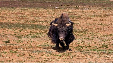 Sie leben weitab in der riesigen und unzugänglichen Steppe in Chinas wildem Westen - die letzten wilden Yaks. Noch etwa 20.000 dieser eindrucksvollen Hochgebirgsrinder haben sich hierher zurückgezogen. | Bild: BR/Jan Kerckhoff/Susanne Delonge
