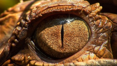 Der Sunda Gavial ist eines der geheimnisvollsten und seltensten Krokodile der Welt. Versteckt und zurückgezogen lebt er in den letzten Sumpfwäldern Südostasiens. Die Einheimischen nennen den Sunda Gavial deshalb auch "Buaya malu" - das schüchterne Krokodil. Im Bild: Das Auge eines Sunda Gavials. | Bild: BR/Wild on Screen Filmproduktion