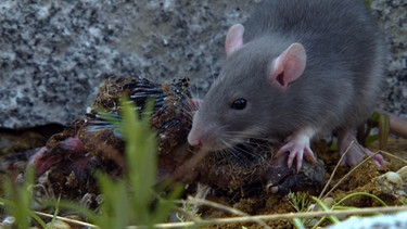 Ratten bedrohen das komplette Ökosystem auf Montecristo. | Bild: BR