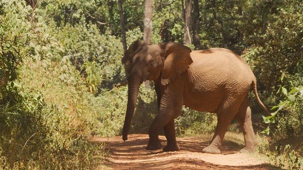 Im dichten Bergwald sind die Mount-Elgon-Elefanten sehr schwer zu entdecken. Nur wenn sie Lichtungen betreten oder die Wege kreuzen, bekommen Besucher sie zu Gesicht. | Bild: BR/SWR/TEXT + BILD Medienproduktion GmbH & Co. KG/Robert Sigl