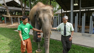 Mosha ist Dauerpatient im Elefantenkrankenhaus von Lampang und weltweit einer von zwei Elefanten mit einer Beinprothese. Entwickelt wurde die Prothese von Prof. Dr. Jivacate Therdchai (rechts). | Bild: BR/Medienkontor/Markus Zwilling