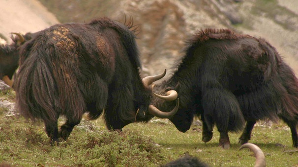 Yaks, die großen, halbwilden und zotteligen Rinder findet man noch in den der Bergen des Himalaya. | Bild: BR
