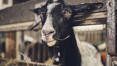 Ein Schaf im Stall. | Bild: BR/megaherz gmbh/Philipp Thurmaier