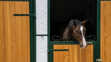 Eines von Barbaras Pferden schaut aus seiner Box. | Bild: BR/megaherz gmbh/Moritz Sonntag