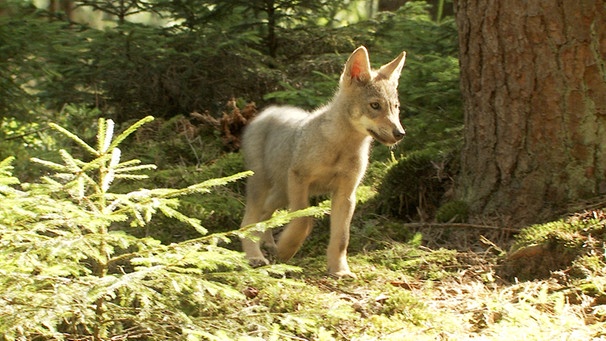 Wildlebender Wolfswelpe. | Bild: BR/S. Koerner
