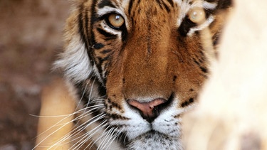 Noch ist Machli die mächtigste Tigerin im indischen Ranthambhore Nationalpark. Sie ist bereits über 10 Jahre alt. Ranthambhore Nationalpark in Rajasthan, Indien. | Bild: BR/Grey Films/NDR/NDR Naturfilm 2010