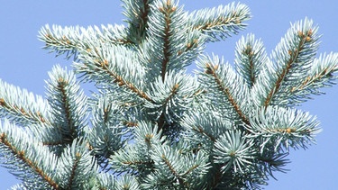 Blaufichte - Picea bungens | Bild: BR