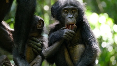 Bonobo-Nachwuchs Pistache und Vanille. | Bild: BR/Markus Schmidbauer